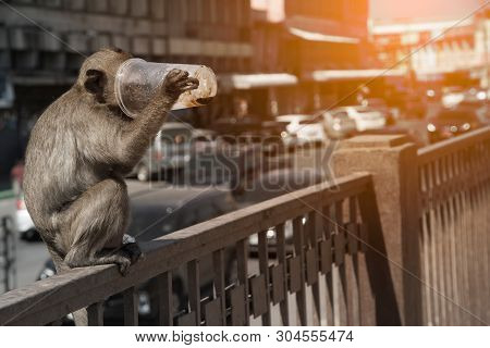 The Monkey Caught And Drank From Plastic Glass Because Of Thirsty.