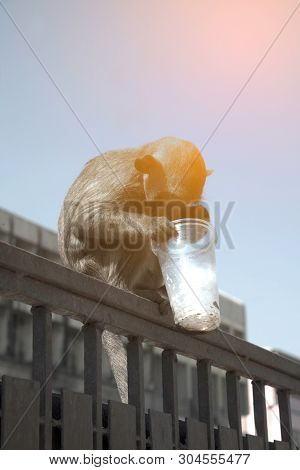 The Monkey Caught And Drank From Plastic Glass Because Of Thirsty.