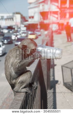 The Monkey Caught And Drank From Plastic Glass Because Of Thirsty.