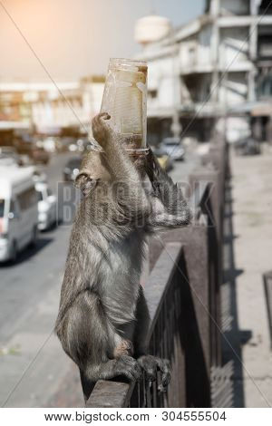 The Monkey Caught And Drank From Plastic Glass Because Of Thirsty.