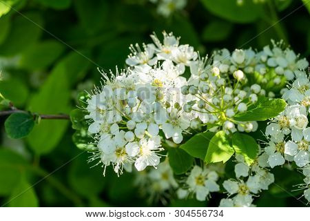 Blooming Bush Of Spirea. Spring Time. Spirea Blossom