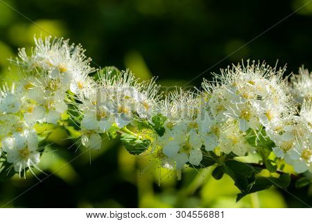 Blooming Bush Of Spirea. Spring Time. Spirea Blossom