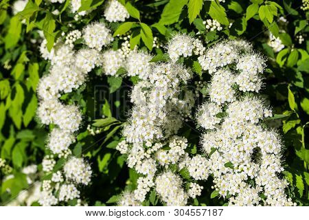 Blooming Bush Of Spirea. Spring Time. Spirea Blossom