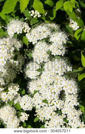 Blooming Bush Of Spirea. Spring Time. Spirea Blossom