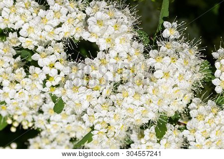 Blooming Bush Of Spirea. Spring Time. Spirea Blossom