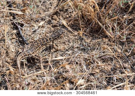 Steppe Runner Lizard Or Eremias Arguta In Dry Grass Close