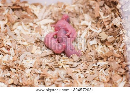 Newborn Little Mice In Sawdust. Cubs Of A Domestic Mongolian Gerbil. Little Infant Rats