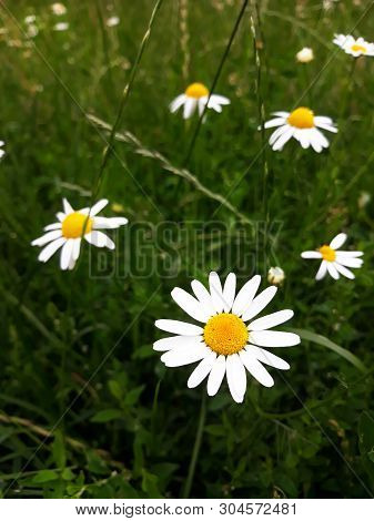 Some White Daisy Wild Flowers On Green Feild