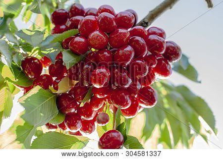 Big Red Cherries With Leaves And Stalks. Good Harvest Of Juicy Ripe Cherries. Cluster Of Ripe Cherri