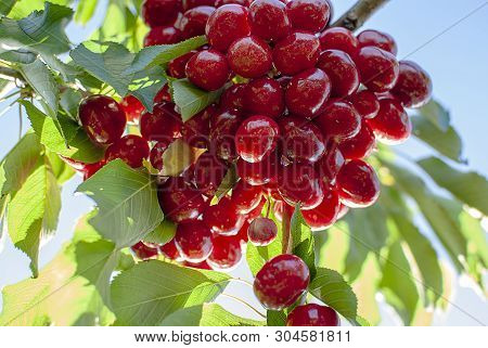 Big Red Cherries With Leaves And Stalks. Good Harvest Of Juicy Ripe Cherries. Cluster Of Ripe Cherri