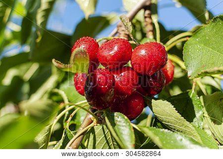 Big Red Cherries With Leaves And Stalks. Good Harvest Of Juicy Ripe Cherries. Cluster Of Ripe Cherri
