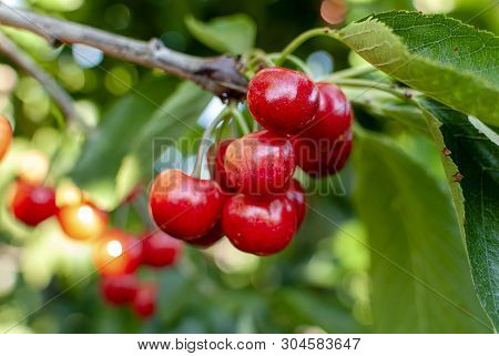 Big Red Cherries With Leaves And Stalks. Good Harvest Of Juicy Ripe Cherries. Cluster Of Ripe Cherri