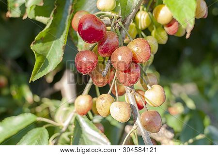 Big Red Cherries With Leaves And Stalks. Good Harvest Of Juicy Ripe Cherries. Cluster Of Ripe Cherri