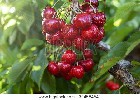 Big Red Cherries With Leaves And Stalks. Good Harvest Of Juicy Ripe Cherries. Cluster Of Ripe Cherri