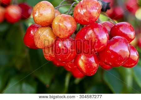 Cherry With Leaf And Stalk. Cherries With Leaves And Stalks. Big Variety Of Cherries. Varieties: Fri