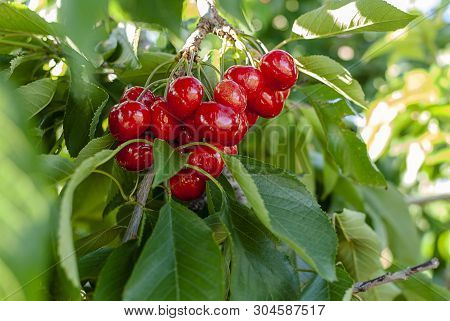 Big Red Cherries With Leaves And Stalks. Good Harvest Of Juicy Ripe Cherries. Cluster Of Ripe Cherri