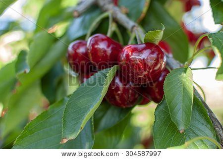 Big Red Cherries With Leaves And Stalks. Good Harvest Of Juicy Ripe Cherries. Cluster Of Ripe Cherri