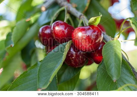 Big Red Cherries With Leaves And Stalks. Good Harvest Of Juicy Ripe Cherries. Cluster Of Ripe Cherri