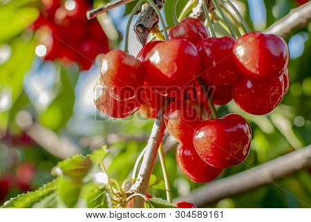 Cherry With Leaf And Stalk. Cherries With Leaves And Stalks. Big Variety Of Cherries. Varieties: Fri