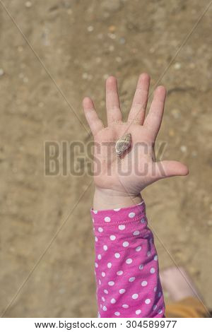 The Hand With The Shell On Sand Background. Childrens Hand Holding A Shell On The Palm.