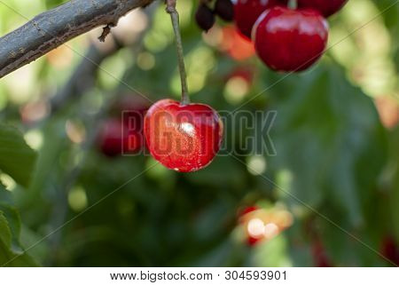 Big Red Cherries With Leaves And Stalks. Good Harvest Of Juicy Ripe Cherries. Cluster Of Ripe Cherri