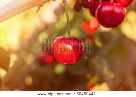 Big Red Cherries With Leaves And Stalks. Good Harvest Of Juicy Ripe Cherries. Cluster Of Ripe Cherri