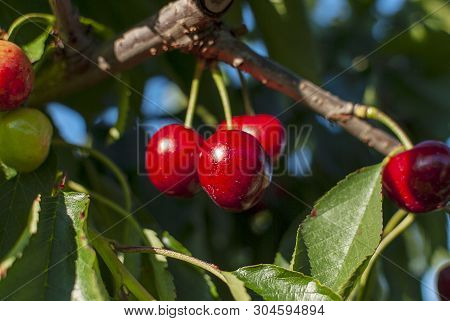 Cherry With Leaf And Stalk. Cherries With Leaves And Stalks. Big Variety Of Cherries. Varieties: Fri