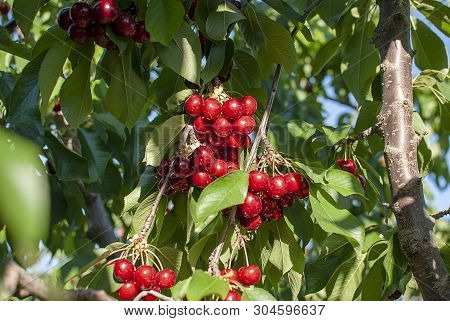 Cherry With Leaf And Stalk. Cherries With Leaves And Stalks. Big Variety Of Cherries. Varieties: Fri