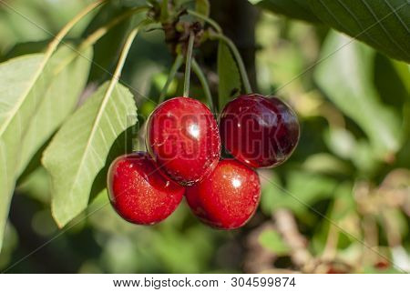 Cherry With Leaf And Stalk. Cherries With Leaves And Stalks. Big Variety Of Cherries. Varieties: Fri
