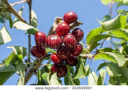 Cherry With Leaf And Stalk. Cherries With Leaves And Stalks. Big Variety Of Cherries. Varieties: Fri
