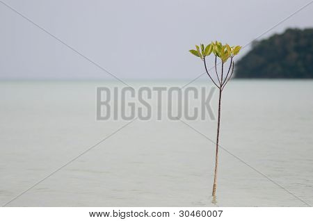 Isola di Surin, southren su Thailandia