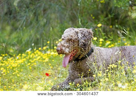 Super Cute Dog Portrait Lagotto Romagnole Macro Background Fine Art In High Quality Prints Products 