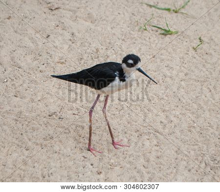 Black-necked Stilt, Himantopus Mexicanus, A Small Bird, Black With A White Neck, With Long Legs, Wal