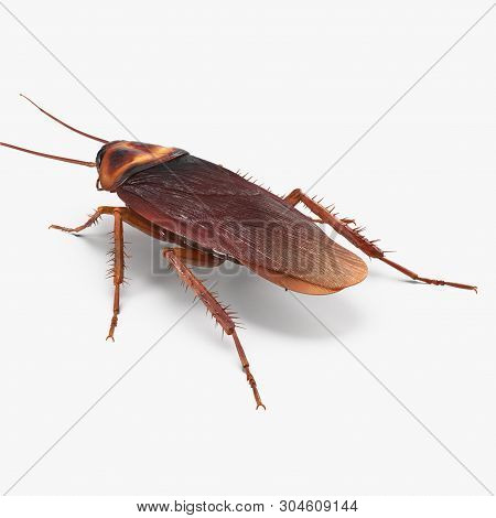 Cockroach Isolated On White Background 3d Illustration