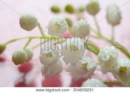 Lilies Of The Valley On A Pink Background With Water Drops. Macro-flora Photography.