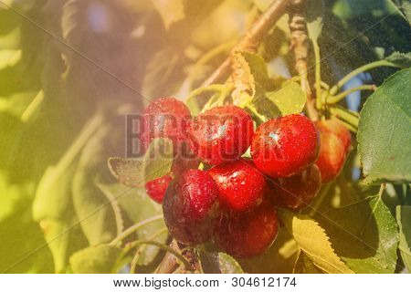 Cherry With Leaf And Stalk. Cherries With Leaves And Stalks. Big Variety Of Cherries. Varieties: Fri