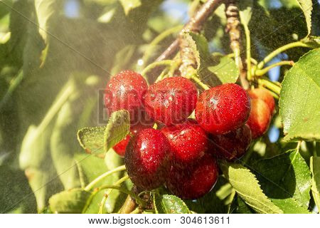 Cherry With Leaf And Stalk. Cherries With Leaves And Stalks. Big Variety Of Cherries. Varieties: Fri