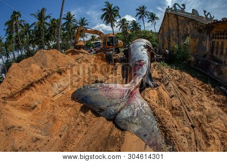 29 may 2019 MuiNe, Vietnam. Beached blue whale (scientific name: Balaenoptera musculus) was found deaded and pulled out by a crowd of people and escalator. Then buried by locals according to tradition