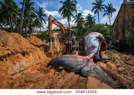 29 may 2019 MuiNe, Vietnam. Beached blue whale (scientific name: Balaenoptera musculus) was found deaded and pulled out by a crowd of people and escalator. Then buried by locals according to tradition