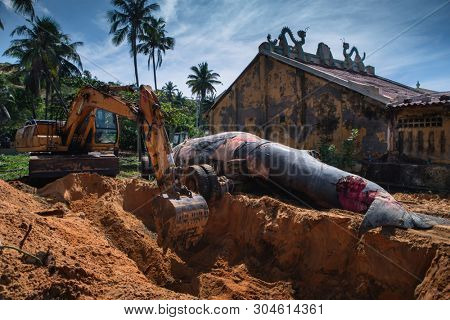 29 may 2019 MuiNe, Vietnam. Beached blue whale (scientific name: Balaenoptera musculus) was found deaded and pulled out by a crowd of people and escalator. Then buried by locals according to tradition