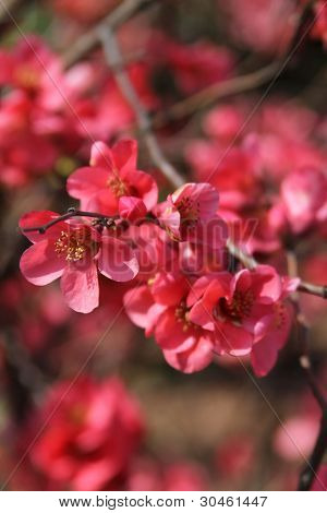 Primavera em Memphis