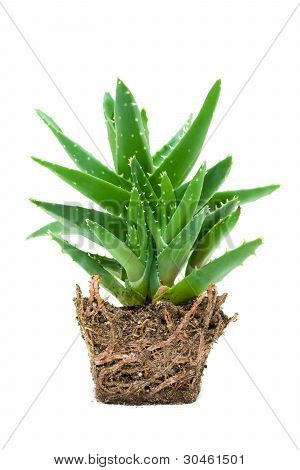Aloe vera