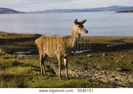 เดนไฮนด์กวางแดงบนฝั่ง Lochranza