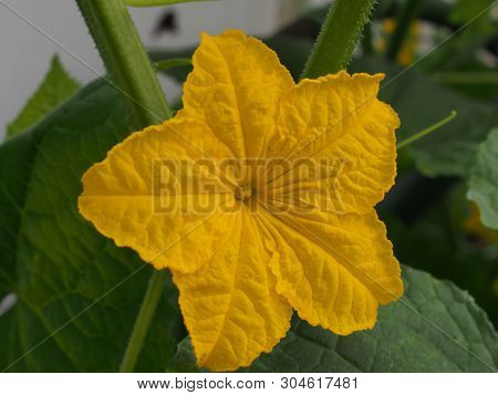Cucumber Flower Bud. Large Flower Yellow. Olericulture.