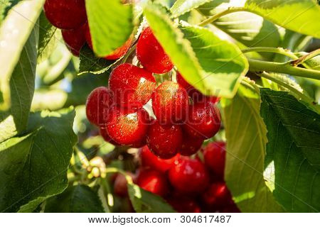 Cherry With Leaf And Stalk. Cherries With Leaves And Stalks. Big Variety Of Cherries. Varieties: Fri