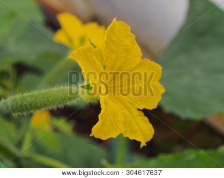 Cucumber Flower Bud. Large Flower Yellow. Olericulture.