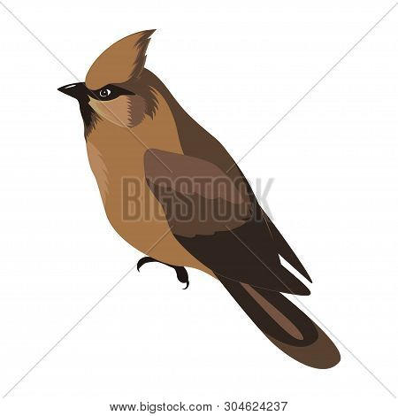 Vbird. Bird Icon. Realistic Bird. White Background. Vector Illustration. Eps 10.