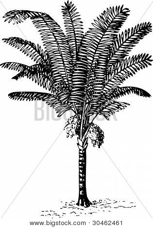 Pflanze Arenga pinnata