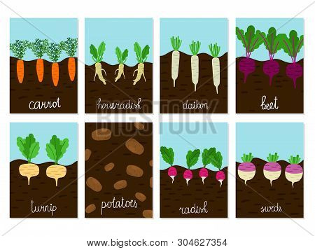 Roots Vegetables Garden Growing Vector Of Cards. Illustration Of Carrot And Horseradish, Daikon And 
