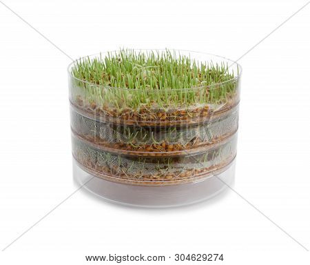 Fresh Wheat Grass In Sprouter On White Background